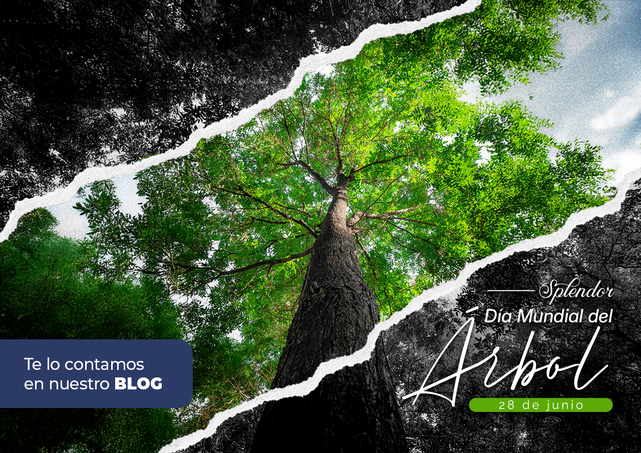 Día del Árbol: el ciclo empieza con una gota 